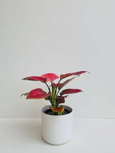 Aglaonema Red Valentine 12CM