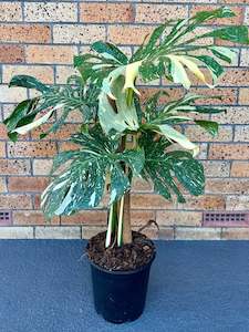 Monstera Plants: Monstera Thai Constellation 23CM