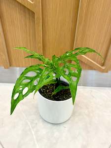 Monstera Plants: Monstera Obliqua Peru 12CM