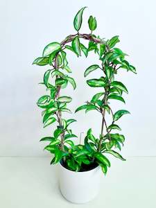 Hoya: Hoya Krimson Princess ‘Bamboo Hoop’