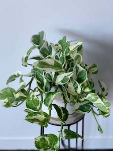 Money Plant: Epipremnum Aureum N’Joy 14cm