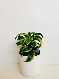 Dracaena Dorado 14cm