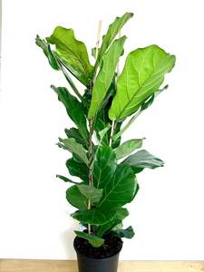Indoor Plants: Ficus Lyrata 23CM