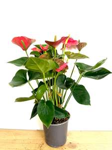 Indoor Plants: Anthurium Fancy Fewer 17CM