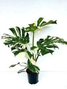 Thai Monstera Deliciosa 17CM