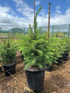 Office Plants: Picea Abies 6L