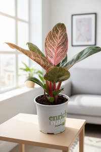 Philodendron Birkin Pink 12CM