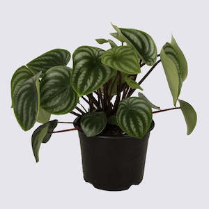 Indoor Plants: Watermelon Peperomia