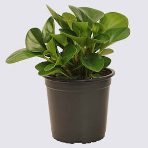 Indoor Plants: Peperomia Green (Peperomia Obtusifolia)