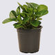 Peperomia Green (Peperomia Obtusifolia)