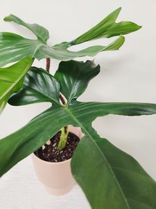 Products: xLarge Leaf Philodendron Squamiferum Red Bristle - Urban Roots