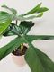 xLarge Leaf Philodendron Squamiferum Red Bristle - Urban Roots