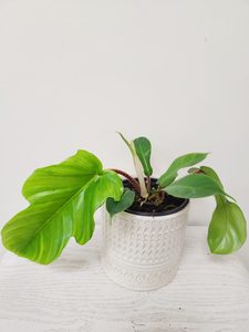 Products: Philodendron Squamiferum Red Bristle Medium - Urban Roots