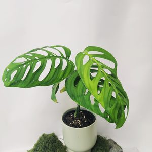 Plant and Pot xLarge Monstera Epipremnoides - Urban Roots