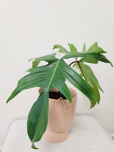 Plant and Pot xLarge Leaf Philodendron Florida - Urban Roots