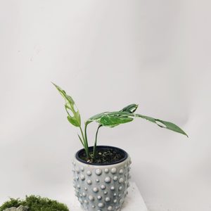 Products: Plant and Pot Variegated Monstera Adansonii Mint - Urban Roots