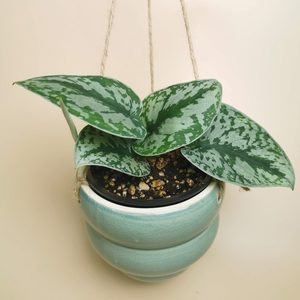 Products: Plant Gift – Silver Pothos with Pot - Urban Roots