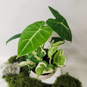 Products: Plant and Pot Frydek Mix - Urban Roots