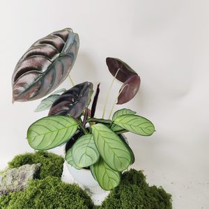 Plant and Pot Alocasia Mix - Urban Roots