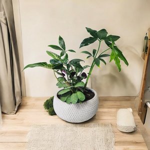 Plant and Pot Arrangement - Urban Roots