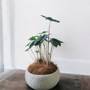 Products: Plant Decor Alocasia Ivory XLarge Bowl - Urban Roots
