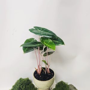 Plant and Pot Arrangement - Urban Roots