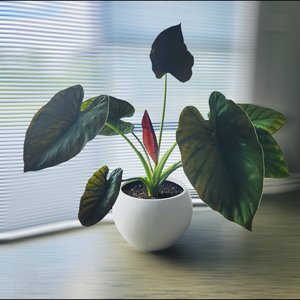 Plant and Pot Arrangement xlarge Leaf Wentii - Urban Roots