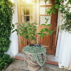 Products: Plant and Pot Arrangement A - Urban Roots