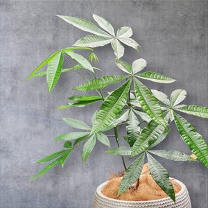 Plant and Pot Arrangement - Urban Roots