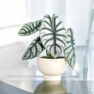 Products: Alocasia Silver Dragon in White Bowl - Urban Roots