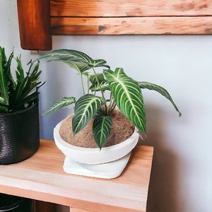 Plant Decor Bowl - Urban Roots