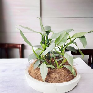 Plant Decor Bowl - Urban Roots