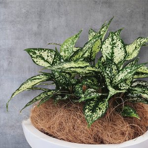 Products: Plant Decor Medium Bowl - Urban Roots