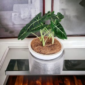 Plant Decor Frydek Bowl - Urban Roots