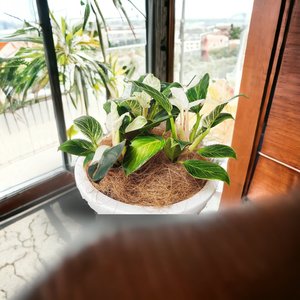Plant Decor Large Bowl - Urban Roots