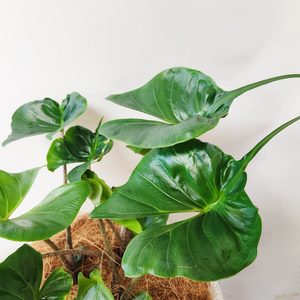 Products: Plant Decor XLarge Bowl - Urban Roots