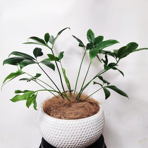 Plant Decor XLarge Bowl - Urban Roots