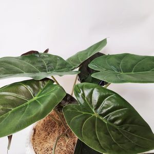 Plant Decor Medium Bowl - Urban Roots