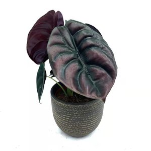 Products: Alocasia Cuprea Red Secret Medium - Urban Roots