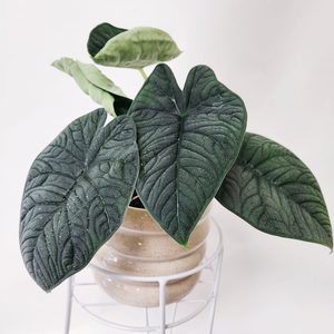 Products: Oversized Alocasia Melo - Urban Roots