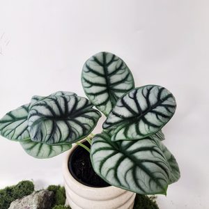 Plant and Pot XLarge Alocasia Silver Dragon - Urban Roots