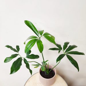 Plant and Pot Large Philodendron Goeldii (Fun Bun) - Urban Roots