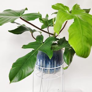 Products: Oversized PHILODENDRON SQUAMIFERUM RED BRISTLE - Urban Roots
