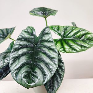 Alocasia Sinuata (Quilted Dreams) - Urban Roots