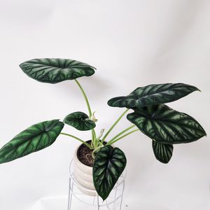 Products: Oversized Alocasia Dragon Mother Plant - Urban Roots