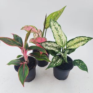 Aglaonema Super Color Three Pack C - Urban Roots