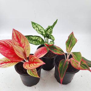 Aglaonema Super Color Three Pack B - Urban Roots