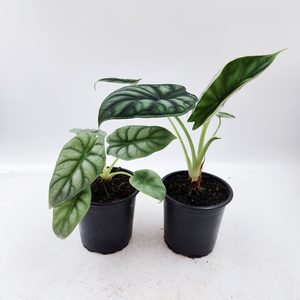 Alocasia Dragon Duo - Urban Roots