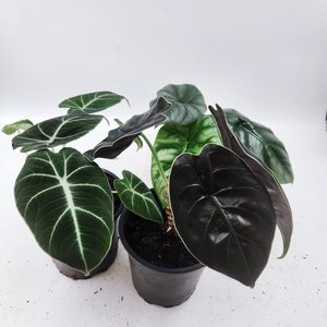 Alocasia Super Color Three Pack B - Urban Roots