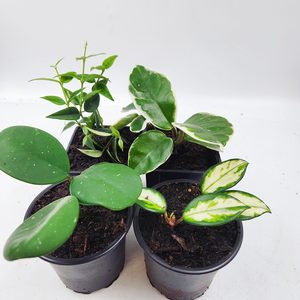 Hoya Starter Pack of Four - Urban Roots